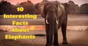 Top 10 Interesting Facts About Elephants
